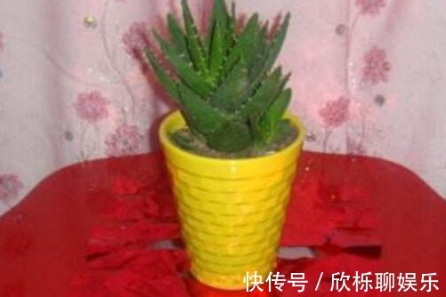 刚买的芦荟能放在卧室里吗,芦荟放在什么地方能招财带好运