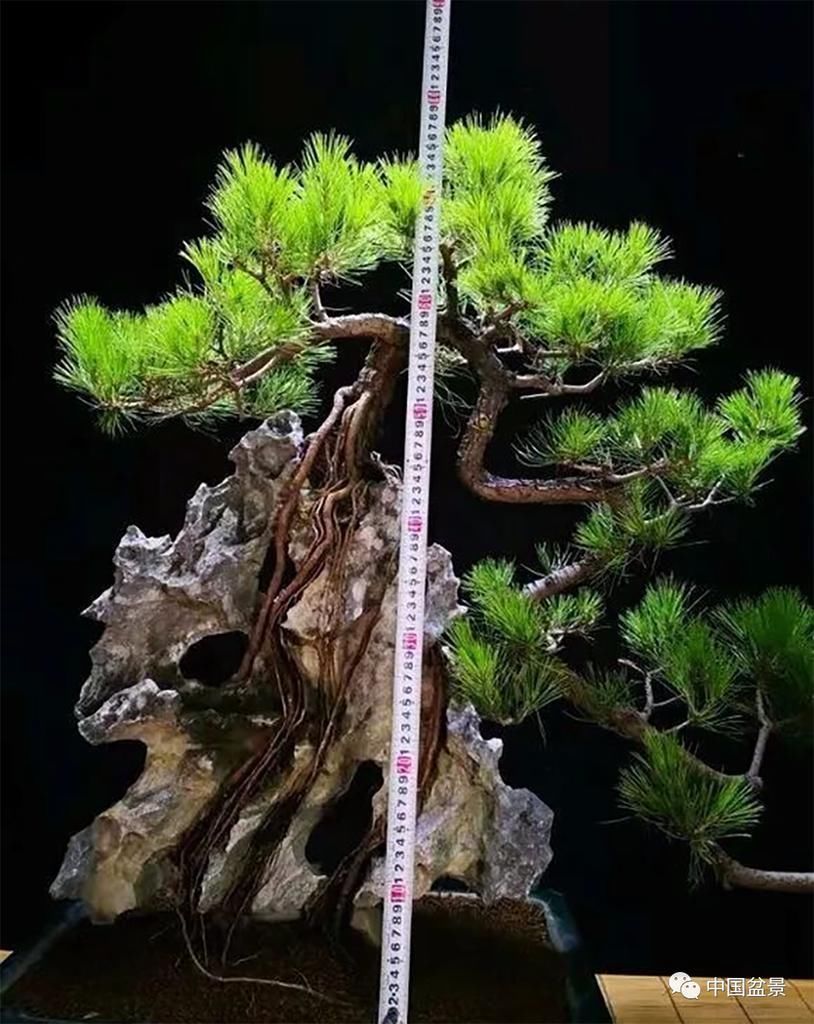 极品附石山松盆景,见过的人都忍不住竖起大拇指!