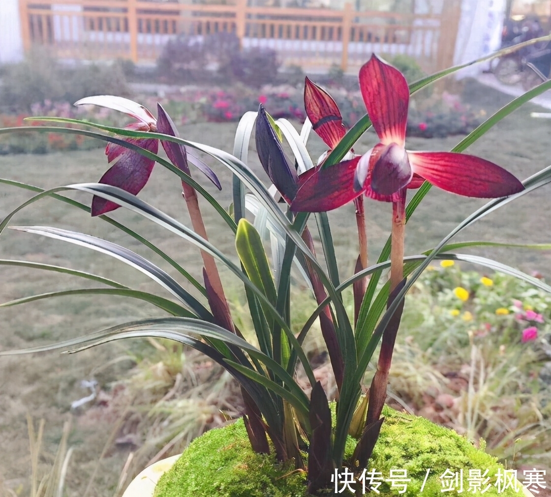 名贵兰花“娄山红”,花色艳丽,比香水好闻,开花后自带“仙气”