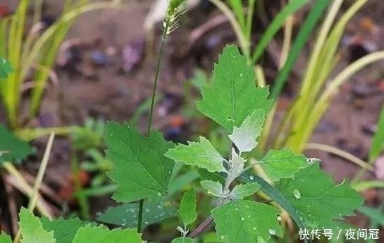 蓟草|农村路旁的小草竟有解毒、治便秘和肝炎的功效，城里人根本吃不到