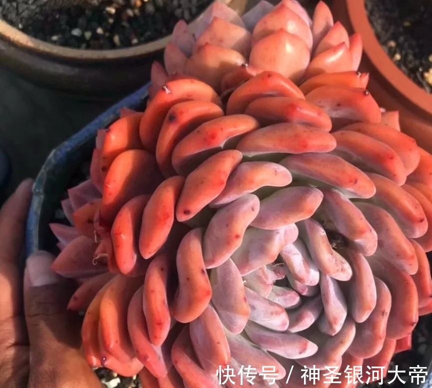 冬天多肉“虚弱期”,4个“难坎”要牢记,舍得冻一冻也许更美丽