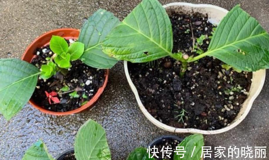 扦插|8月天气凉爽，5种花现在扦插正当时，生根快成活率高，适合新手