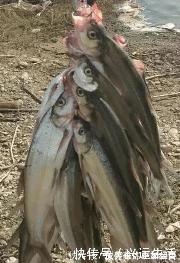 垂钓|长江该禁止钓鱼一男子长江“疯钓”野生白鱼，引网友怒怼