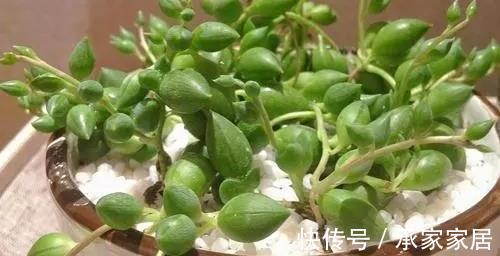 花友|3种有品位,有格调的绿植,养在家里很吸睛