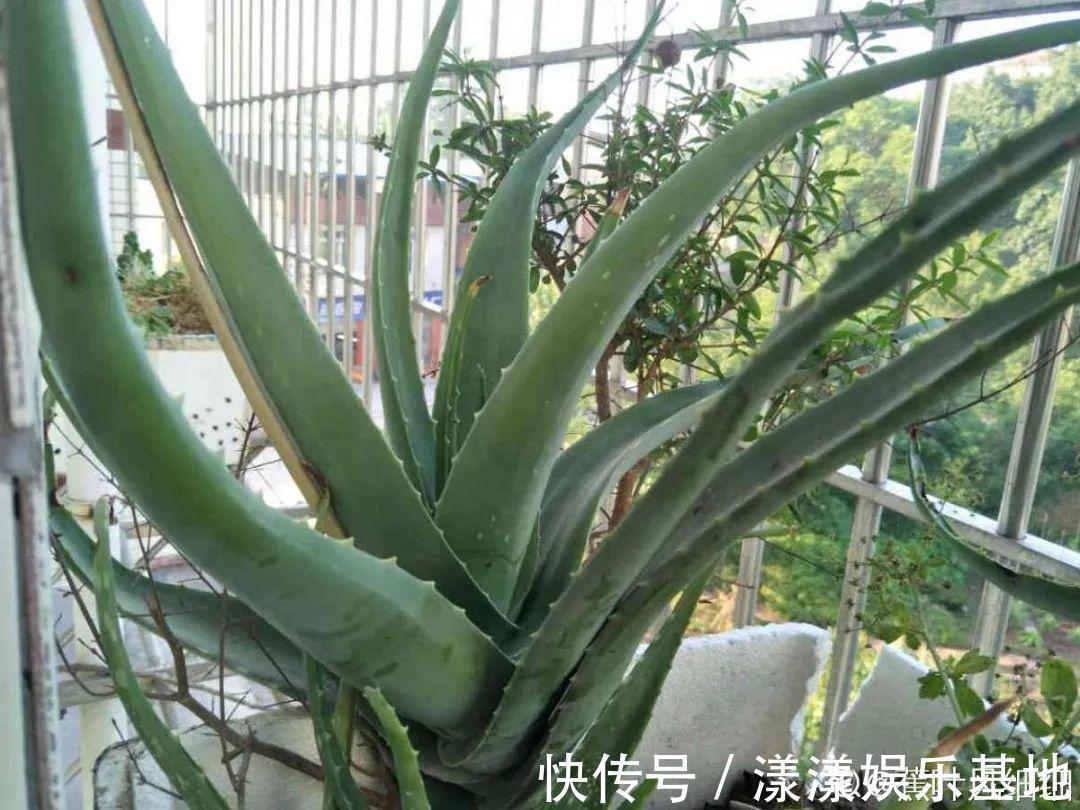 10种花要控水,天热反而不能浇,一浇水就死