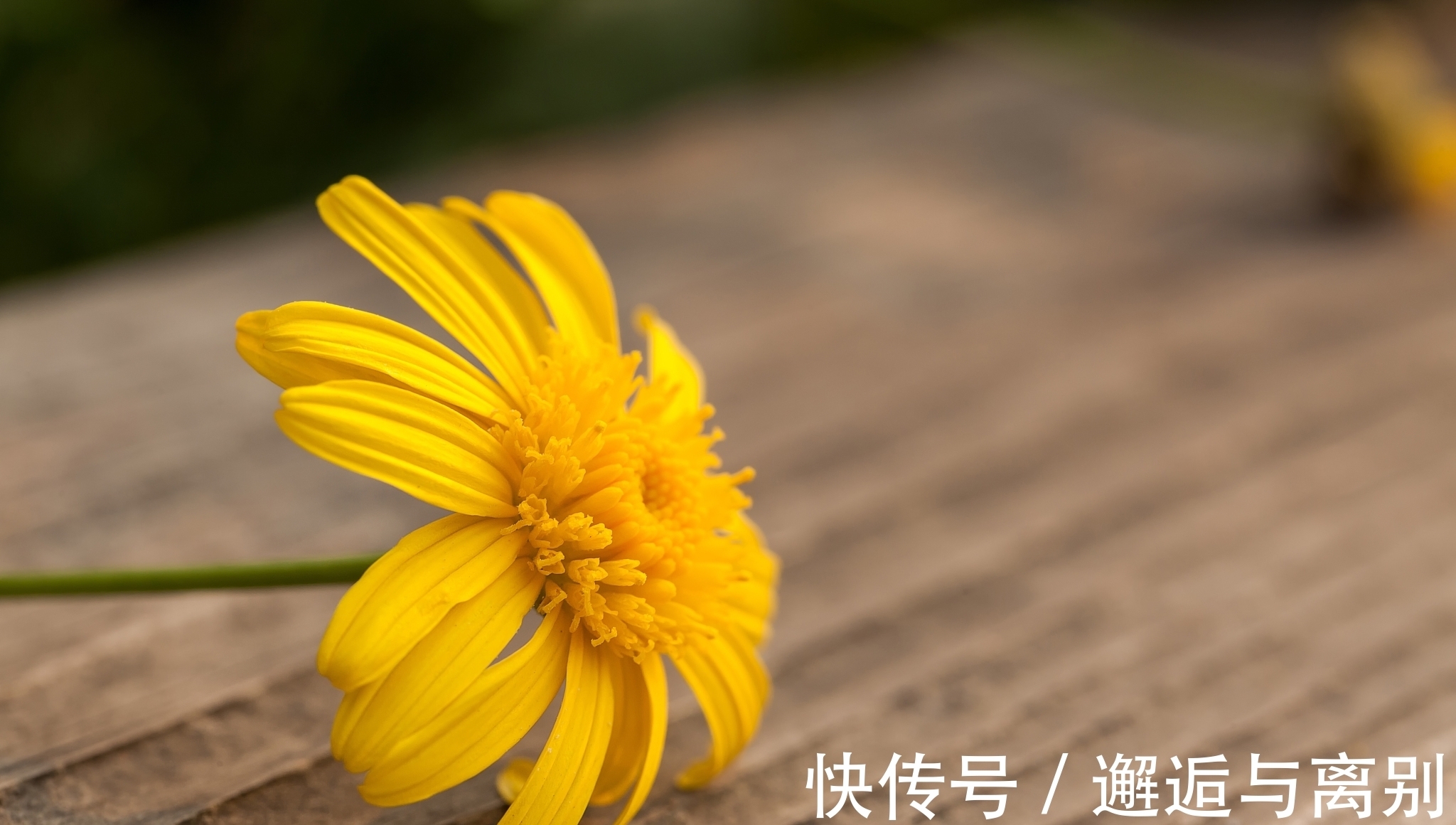 惜花&感人至深的一首诗,全篇句句有情,作者不愧被李商隐夸赞