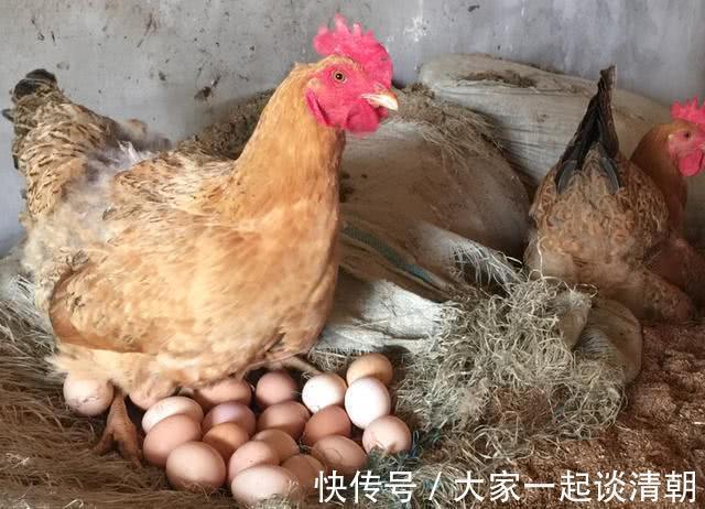 金针菇炒鸡蛋|炒鸡蛋的时放一物进去吃,胆固醇低了,肝脏也好了,你们爱吃吗