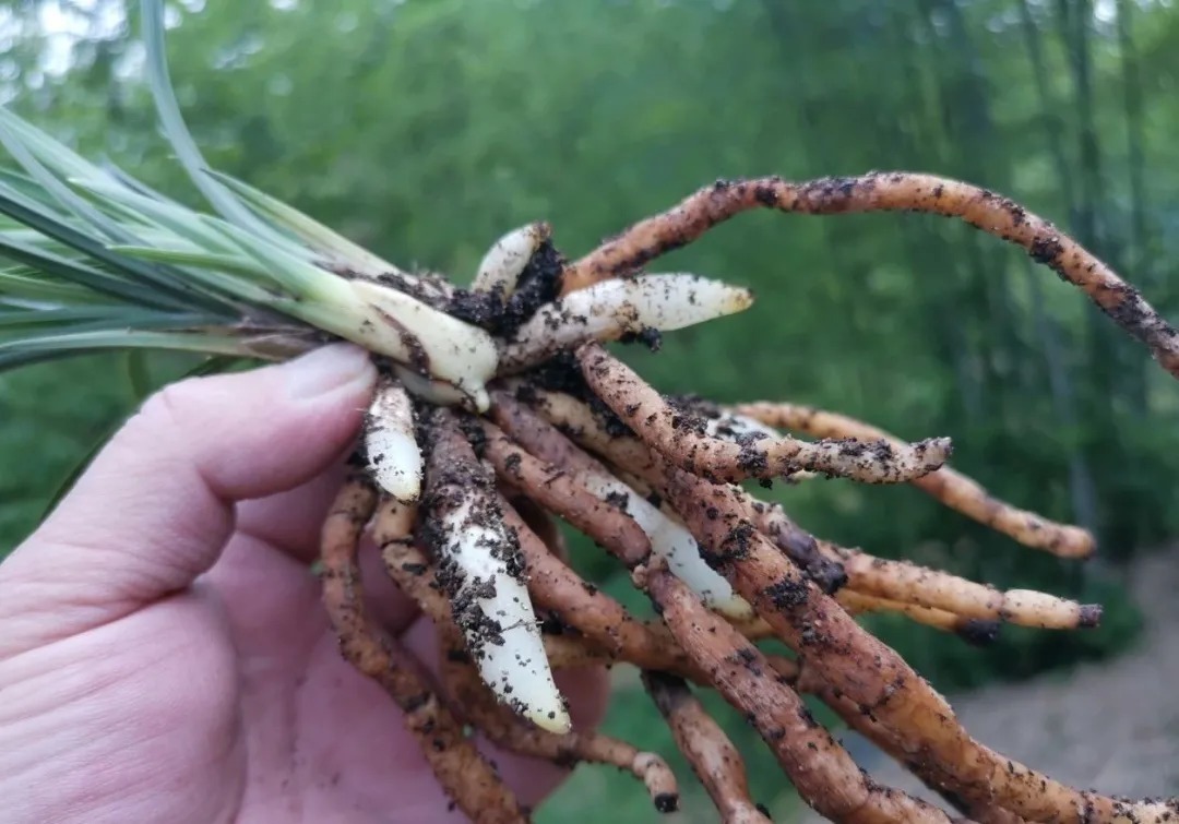 种植|兰花种植前，究竟要不要清洗兰根、浸泡药水？4种原因要明白