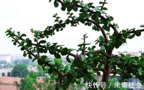 草本植物|金枝玉叶是马齿苋吗?怎么样施肥和浇水,才能让她真正成为金枝玉叶呢?