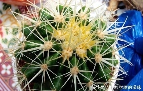 观叶|5种观叶植物,枝叶优美,家里养一盆,空气更清新,值得拥有!