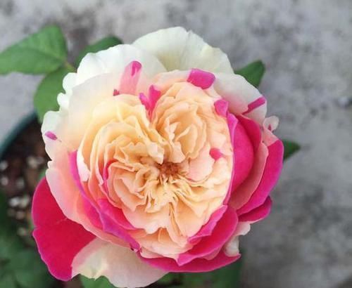 月季|月季是“药罐子”?养这款月季,抗病性5颗星,开花比牡丹还美艳