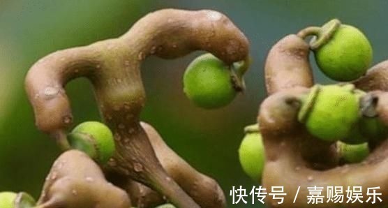 野果|农村4种“奶奶辈”的野果,如今即将消失,吃过3种才是正宗农村人