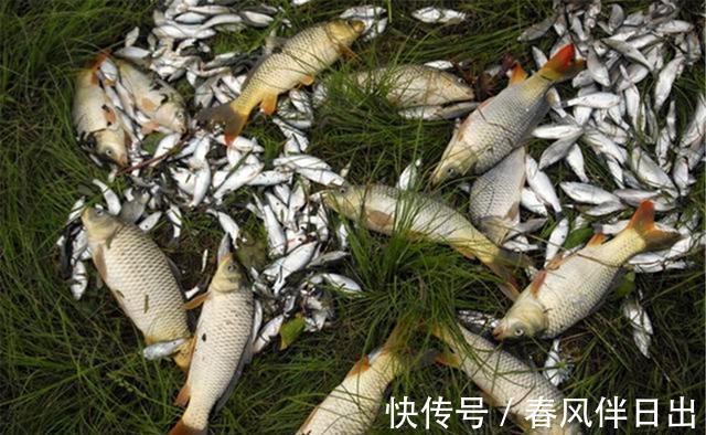 饵料|大河向东流哇,夏季活水出大鱼呀!野钓活水河流,要注意这些讲究