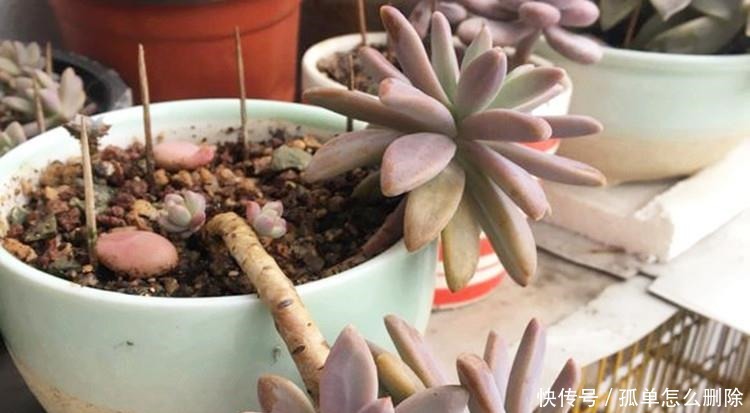 多肉“长不高”,盆里加点“白粉末”,1个月后,不长也得长!