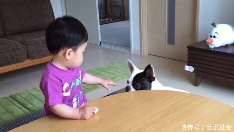 狗狗|狗狗抢走宝宝的饼干,惹得宝宝大哭不止,可它却叫得比宝宝还委屈