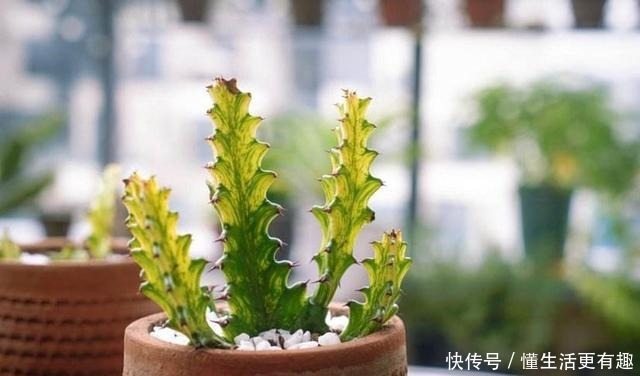 这几种花再漂亮也不能养,看到就要躲得远远的,看看你家中养了没!