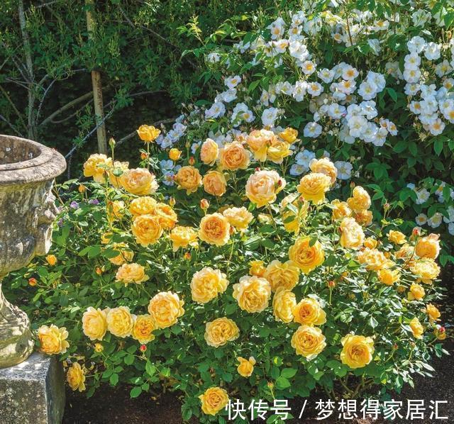 透气性|月季换盆有诀窍,顺应“三时期,两习性”,服盆几率大大提高