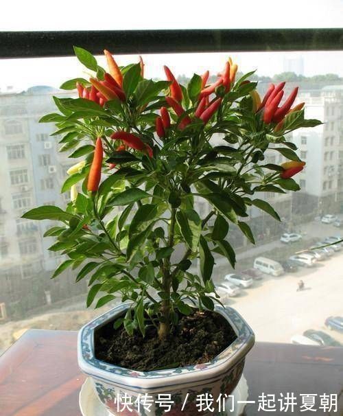 阳台很容易使用,种一盆辣椒,按照四个步骤做盆景,既漂亮又美味