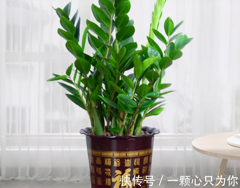 这3种植物不怕冻,天冷室内盆栽枝叶翠绿有光泽,状态好极了!