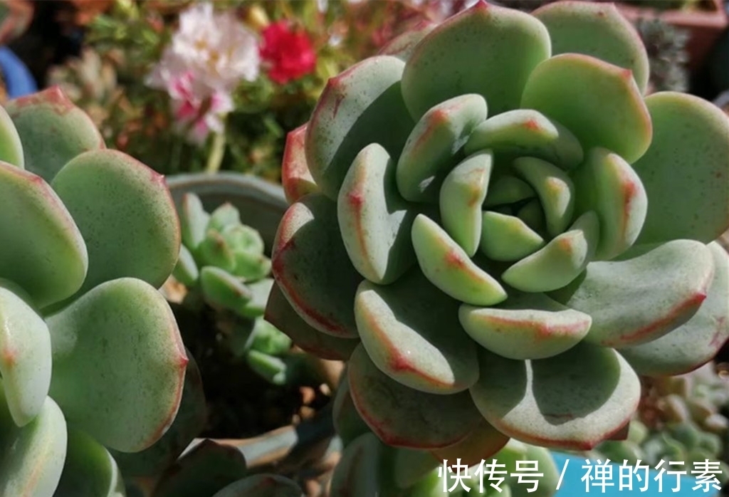 仙人掌科多肉|秋天到了,多肉进入旺盛生长阶段,还需要继续给多肉遮雨吗?