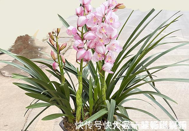 养护|兰花想多冒芽?养护注意三动作,顺利春化,清香宜人小半年
