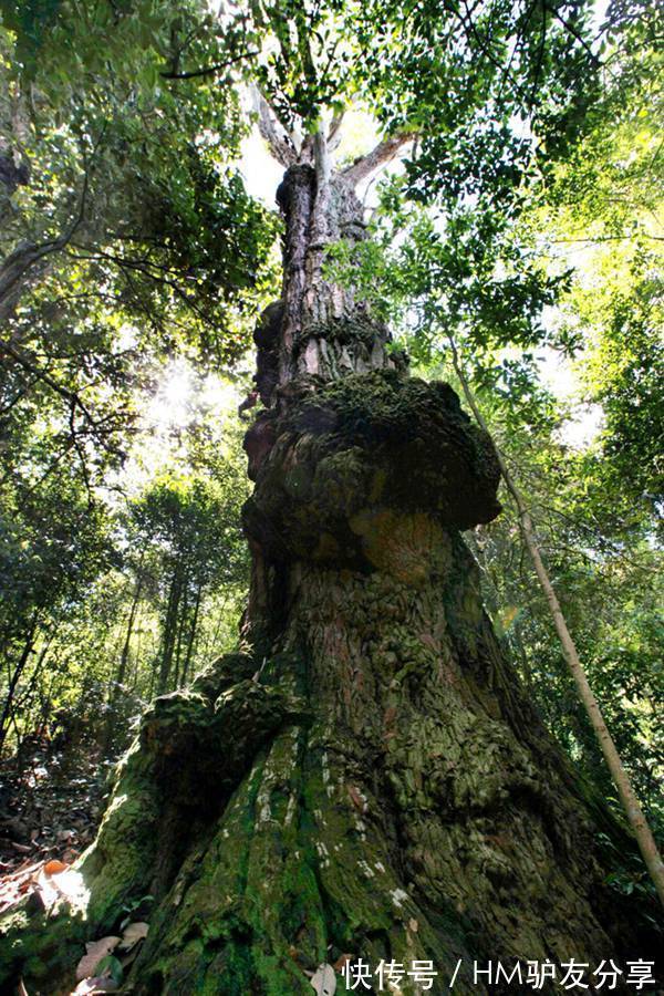 古树|12株“中国最美古树”图鉴 树龄均在800年至2100余年之间