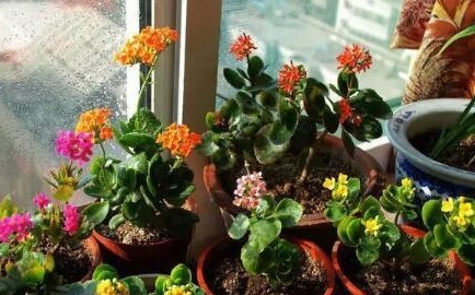 养长寿花,就得用“它”,盆里埋一个,一年不施肥也爆满盆!