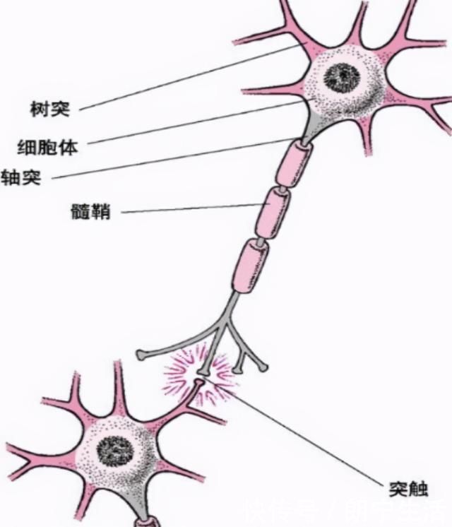 父母|哈佛研究:宝宝3岁前,多接受以下“刺激”,有助于促进大脑发育