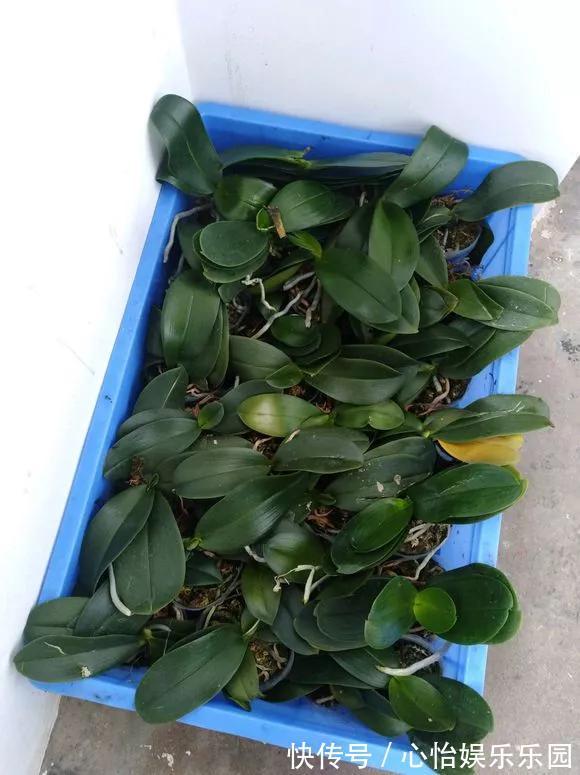 路边一堆“名贵花”,丢人也要捡,捡回家养2个月就开花!