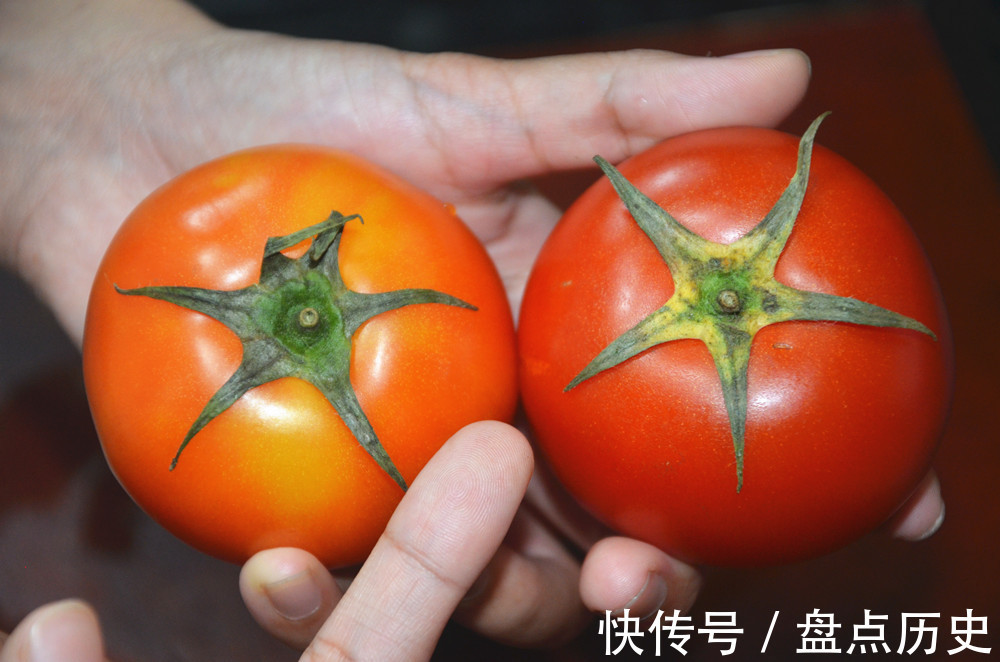 洋柿子|打了激素西红柿怎么辨别？菜农：教你4招，包你买到优质西红柿