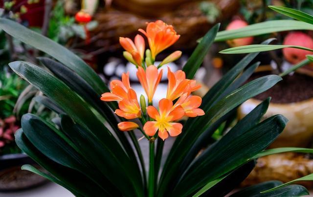 茶花|天冷了,3种花别“急着”搬进屋,在外“冻一冻”,开花又多又艳