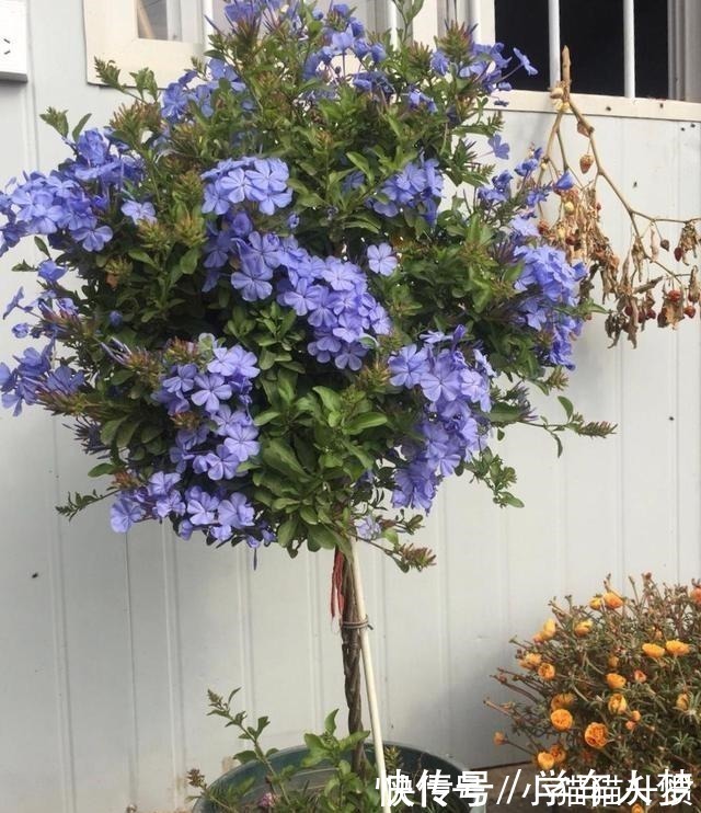 养护|养花要“舍得剪”,把这6种花卉剪成“光杆子”,开花变成棒棒糖!