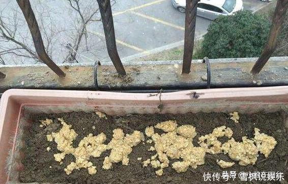 肥料|家中常见一种料,花盆里放一勺,就是万能肥,养花非常赞,呼呼长