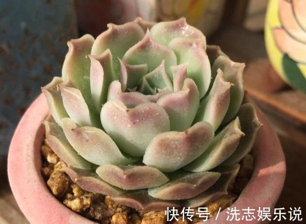 多肉想美，全靠浇水！教你详细攻略，又美又胖，还不长虫