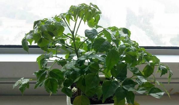 聪明人都养“3种绿植”,客厅养一盆旺财镇宅,关键还实用