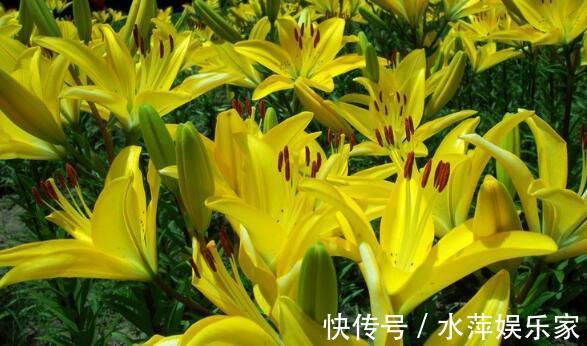 百合|家中养盆“黄百合”花语财富与高贵,花美色艳,养上一盆值了