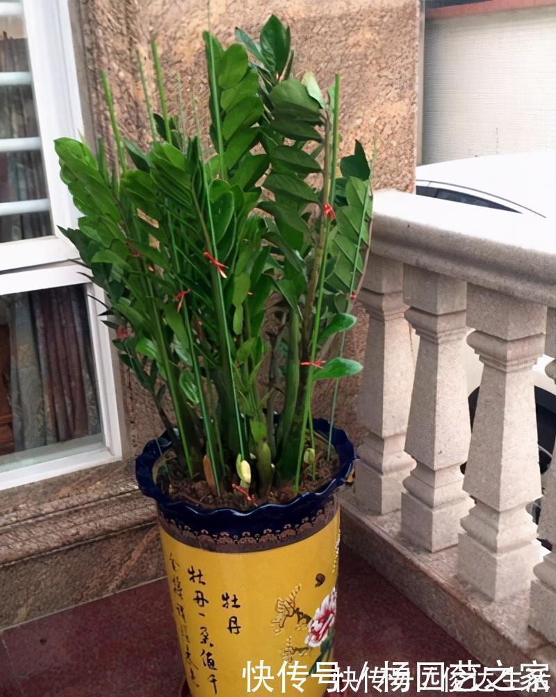 养花|封闭阳台不能养花？才不是呢！选这几种，打造自己的小花园