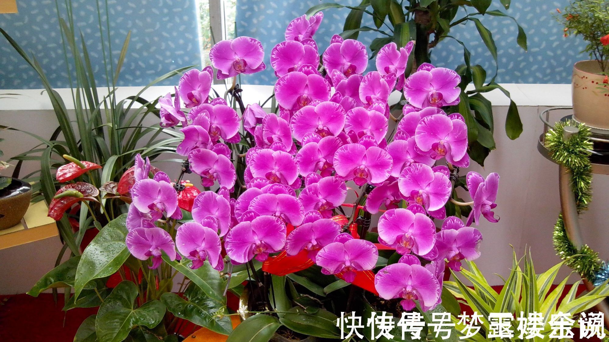 沙漠玫瑰|家里养6种花,把水浇得勤快了,容易烂根、黄叶,需要当心