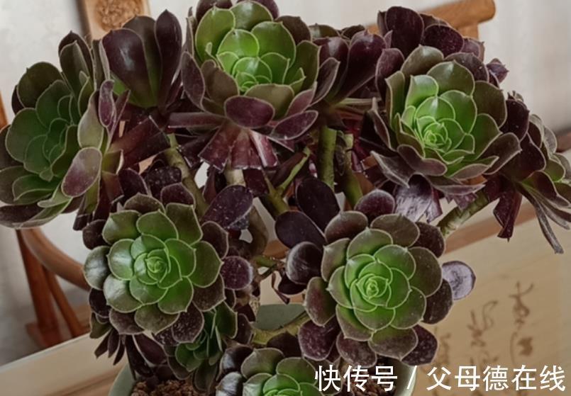 秋冬养多肉法师,教你2个小技巧,猛长新芽,养成漂亮手捧花