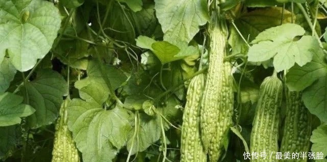 宝宝|怀孕后,4种食物要忌嘴,对你和胎宝宝的健康都没好处!