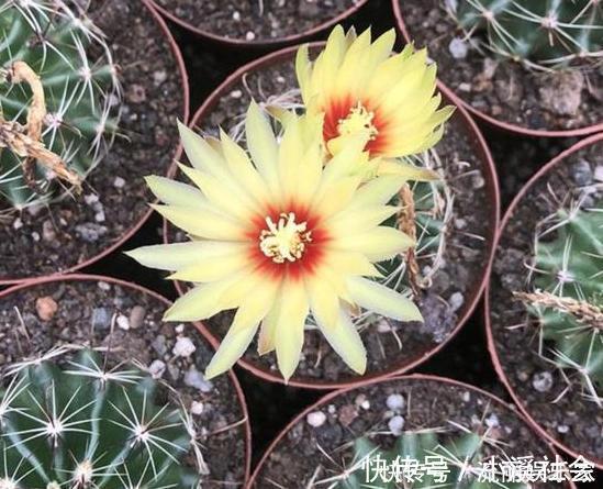 家里盆栽植物的要注意此4种进屋,既对健康不利又影响运气