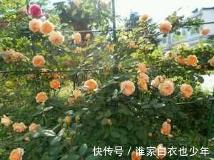 最值得养的盆栽花,漂亮不输牡丹,花香四溢,四季开花,还很好养