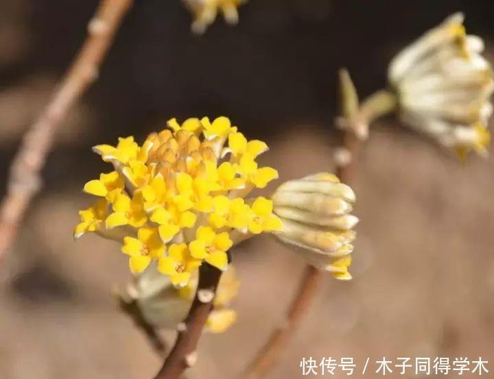 打结花！真漂亮啊！