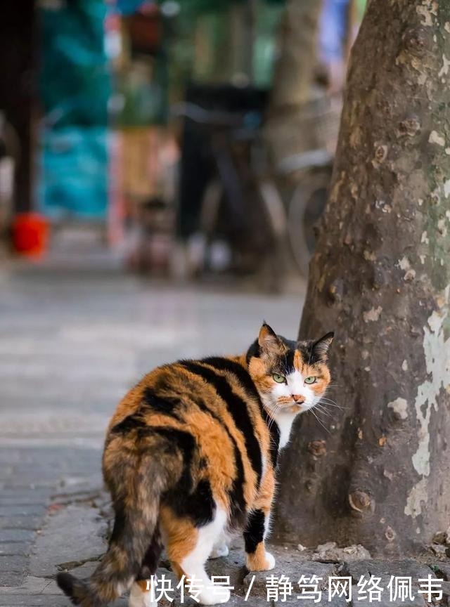三花猫母是招财猫吗