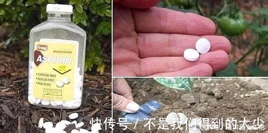 植物|家中4种“过期药”,磨“粉”撒土里,比黄豆水管用,养啥都能旺!