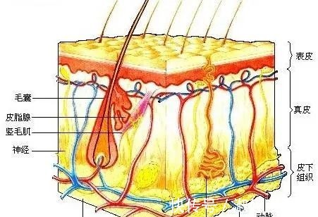 透明质酸|惊了!护肤品天天抹,吸收率竟然这么低!