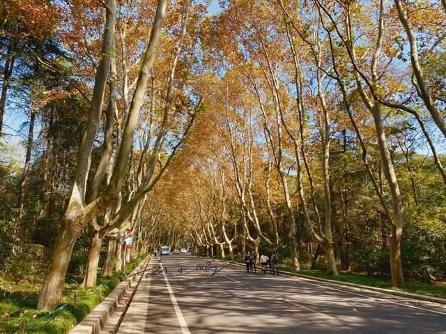 老年|南京有一条特别的道路，通往陵墓却成为网红景点，很多游客来拍照