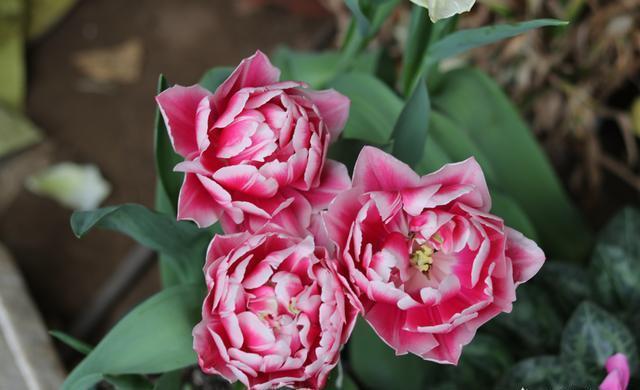 养花生虫，做好“预防”最重要，此“杀虫利器”埋一点，太好用了