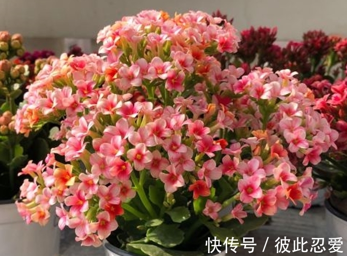 新买的长寿花,要狠心去修剪,养护不到2个月,就能直接开爆盆