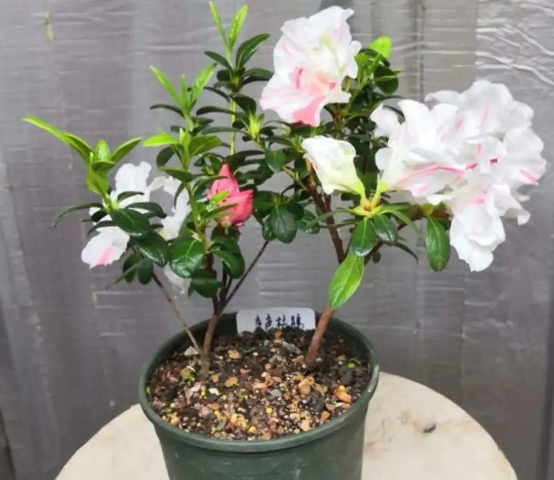 浇水|警惕秋老虎，别让你的花，度过夏天，却死在秋天